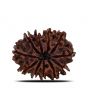 11 Mukhi Rudraksha (Nepal) 24.51 MM