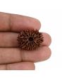 11 Mukhi Rudraksha (Nepal) 24.51 MM