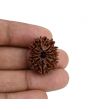 11 Mukhi Rudraksha (Nepal) 24.51 MM