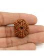 11 Mukhi Rudraksha (Nepal) 25.58 MM