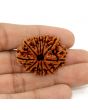 11 Mukhi Rudraksha (Nepal) 25.58 MM