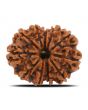 11 Mukhi Rudraksha (Nepal) 26.11 MM