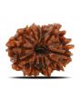 11 Mukhi Rudraksha (Nepal) 24.86 MM