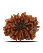 11 Mukhi Rudraksha (Nepal) 24.86 MM