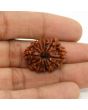 11 Mukhi Rudraksha (Nepal) 24.86 MM