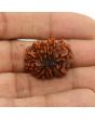 11 Mukhi Rudraksha (Nepal) 24.86 MM