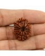 11 Mukhi Rudraksha (Nepal) 24.86 MM