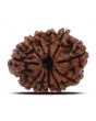 11 Mukhi Rudraksha (Nepal) 25.99 MM