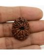 11 Mukhi Rudraksha (Nepal) 25.99 MM