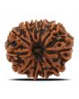 11 Mukhi Rudraksha (Nepal) 26 MM