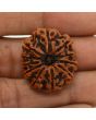 11 Mukhi Rudraksha (Nepal) 26 MM