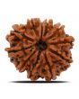 11 Mukhi Rudraksha (Nepal) 23.77 MM