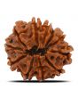 11 Mukhi Rudraksha (Nepal) 23.77 MM