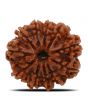 11 Mukhi Rudraksha (Nepal) 24.67 MM