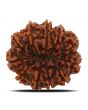 11 Mukhi Rudraksha (Nepal) 24.67 MM