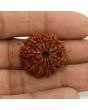 11 Mukhi Rudraksha (Nepal) 24.67 MM