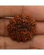 11 Mukhi Rudraksha (Nepal) 24.67 MM