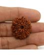 11 Mukhi Rudraksha (Nepal) 24.67 MM