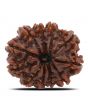 11 Mukhi Rudraksha (Nepal) 24.58 MM