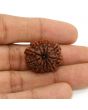 11 Mukhi Rudraksha (Nepal) 24.58 MM