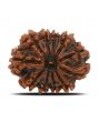 11 Mukhi Rudraksha (Nepal) 24.13 MM