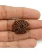 11 Mukhi Rudraksha (Nepal) 24.13 MM