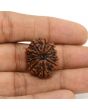 11 Mukhi Rudraksha (Nepal) 24.13 MM