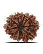 11 Mukhi Rudraksha (Nepal) 26.25 MM