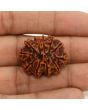 11 Mukhi Rudraksha (Nepal) 26.25 MM