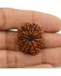 11 Mukhi Rudraksha (Nepal) 26.25 MM