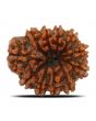 11 Mukhi Rudraksha (Nepal) 23.36 MM