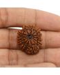 11 Mukhi Rudraksha (Nepal) 23.36 MM