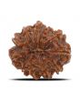 11 Mukhi Rudraksha (Nepal) 22.65 MM