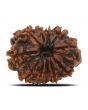 11 Mukhi Rudraksha (Nepal) 25.14 MM