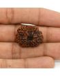 11 Mukhi Rudraksha (Nepal) 25.14 MM