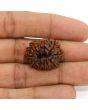 11 Mukhi Rudraksha (Nepal) 25.14 MM