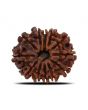 12 Mukhi Rudraksha (Nepal) 25.52 MM
