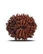 12 Mukhi Rudraksha (Nepal) 25.52 MM