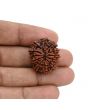 12 Mukhi Rudraksha (Nepal) 25.52 MM