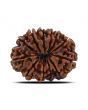 12 Mukhi Rudraksha (Nepal) 25.68 MM