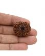 12 Mukhi Rudraksha (Nepal) 26.8 MM