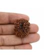 12 Mukhi Rudraksha (Nepal) 26.8 MM