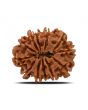 12 Mukhi Rudraksha (Nepal) 26.43 MM