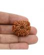 12 Mukhi Rudraksha (Nepal) 26.43 MM