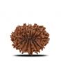 12 Mukhi Rudraksha (Nepal) 29.88 MM