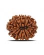 12 Mukhi Rudraksha (Nepal) 25.2 MM