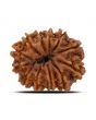 12 Mukhi Rudraksha (Nepal) 25.6 MM