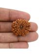 12 Mukhi Rudraksha (Nepal) 25.6 MM