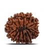 12 Mukhi Rudraksha (Nepal) 27.6 MM