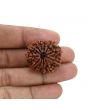 12 Mukhi Rudraksha (Nepal) 27.6 MM